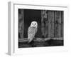 Barn Owl, in Old Farm Building Window, Scotland, UK Cairngorms National Park-Pete Cairns-Framed Photographic Print