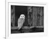 Barn Owl, in Old Farm Building Window, Scotland, UK Cairngorms National Park-Pete Cairns-Framed Photographic Print