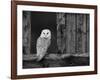 Barn Owl, in Old Farm Building Window, Scotland, UK Cairngorms National Park-Pete Cairns-Framed Photographic Print