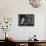 Barn Owl, in Old Farm Building Window, Scotland, UK Cairngorms National Park-Pete Cairns-Photographic Print displayed on a wall