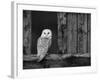 Barn Owl, in Old Farm Building Window, Scotland, UK Cairngorms National Park-Pete Cairns-Framed Photographic Print