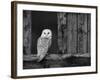 Barn Owl, in Old Farm Building Window, Scotland, UK Cairngorms National Park-Pete Cairns-Framed Photographic Print