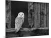 Barn Owl, in Old Farm Building Window, Scotland, UK Cairngorms National Park-Pete Cairns-Mounted Photographic Print