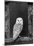 Barn Owl, in Old Farm Building Window, Scotland, UK Cairngorms National Park-Pete Cairns-Mounted Photographic Print