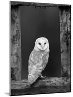 Barn Owl, in Old Farm Building Window, Scotland, UK Cairngorms National Park-Pete Cairns-Mounted Photographic Print