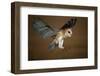 Barn Owl Landing-W^ Perry Conway-Framed Photographic Print