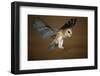 Barn Owl Landing-W^ Perry Conway-Framed Photographic Print