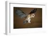 Barn Owl Landing-W^ Perry Conway-Framed Photographic Print