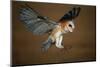 Barn Owl Landing-W^ Perry Conway-Mounted Photographic Print