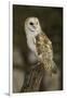 Barn Owl, Montana-Adam Jones-Framed Photographic Print