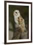 Barn Owl, Montana-Adam Jones-Framed Photographic Print