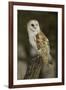 Barn Owl, Montana-Adam Jones-Framed Photographic Print