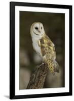 Barn Owl, Montana-Adam Jones-Framed Photographic Print