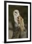 Barn Owl, Montana-Adam Jones-Framed Photographic Print