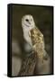 Barn Owl, Montana-Adam Jones-Framed Stretched Canvas