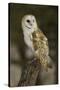 Barn Owl, Montana-Adam Jones-Stretched Canvas