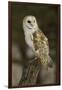 Barn Owl, Montana-Adam Jones-Framed Premium Photographic Print