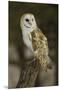 Barn Owl, Montana-Adam Jones-Mounted Premium Photographic Print