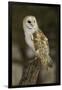 Barn Owl, Montana-Adam Jones-Framed Premium Photographic Print