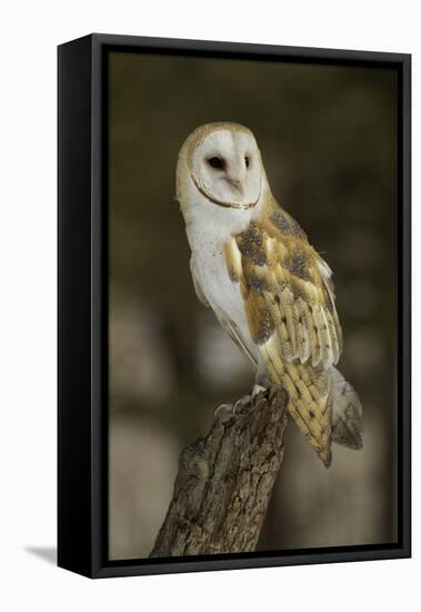 Barn Owl, Montana-Adam Jones-Framed Stretched Canvas