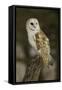 Barn Owl, Montana-Adam Jones-Framed Stretched Canvas