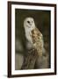 Barn Owl, Montana-Adam Jones-Framed Premium Photographic Print