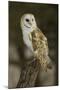 Barn Owl, Montana-Adam Jones-Mounted Premium Photographic Print