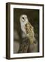 Barn Owl, Montana-Adam Jones-Framed Photographic Print