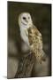 Barn Owl, Montana-Adam Jones-Mounted Photographic Print