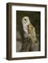 Barn Owl, Montana-Adam Jones-Framed Photographic Print