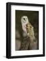 Barn Owl, Montana-Adam Jones-Framed Photographic Print