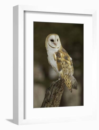Barn Owl, Montana-Adam Jones-Framed Photographic Print