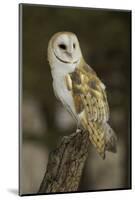Barn Owl, Montana-Adam Jones-Mounted Photographic Print