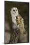 Barn Owl, Montana-Adam Jones-Mounted Photographic Print