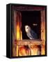 Barn Owl, Native to Southern USA-David Northcott-Framed Stretched Canvas