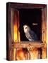 Barn Owl, Native to Southern USA-David Northcott-Stretched Canvas