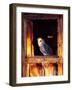 Barn Owl, Native to Southern USA-David Northcott-Framed Photographic Print
