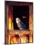 Barn Owl, Native to Southern USA-David Northcott-Mounted Photographic Print