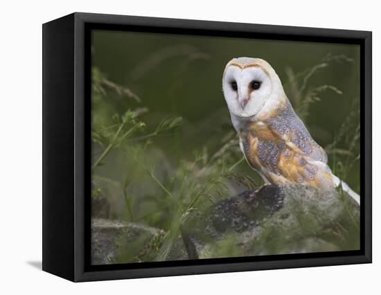 Barn Owl on Dry Stone Wall, Tyto Alba, United Kingdom-Steve & Ann Toon-Framed Stretched Canvas