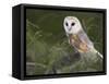 Barn Owl on Dry Stone Wall, Tyto Alba, United Kingdom-Steve & Ann Toon-Framed Stretched Canvas