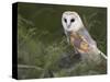 Barn Owl on Dry Stone Wall, Tyto Alba, United Kingdom-Steve & Ann Toon-Stretched Canvas