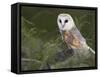 Barn Owl on Dry Stone Wall, Tyto Alba, United Kingdom-Steve & Ann Toon-Framed Stretched Canvas