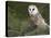 Barn Owl on Dry Stone Wall, Tyto Alba, United Kingdom-Steve & Ann Toon-Stretched Canvas