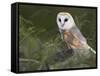 Barn Owl on Dry Stone Wall, Tyto Alba, United Kingdom-Steve & Ann Toon-Framed Stretched Canvas