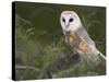 Barn Owl on Dry Stone Wall, Tyto Alba, United Kingdom-Steve & Ann Toon-Stretched Canvas