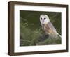 Barn Owl on Dry Stone Wall, Tyto Alba, United Kingdom-Steve & Ann Toon-Framed Photographic Print