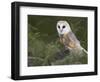 Barn Owl on Dry Stone Wall, Tyto Alba, United Kingdom-Steve & Ann Toon-Framed Photographic Print