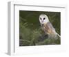 Barn Owl on Dry Stone Wall, Tyto Alba, United Kingdom-Steve & Ann Toon-Framed Photographic Print