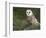 Barn Owl on Dry Stone Wall, Tyto Alba, United Kingdom-Steve & Ann Toon-Framed Photographic Print