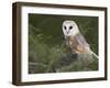 Barn Owl on Dry Stone Wall, Tyto Alba, United Kingdom-Steve & Ann Toon-Framed Photographic Print